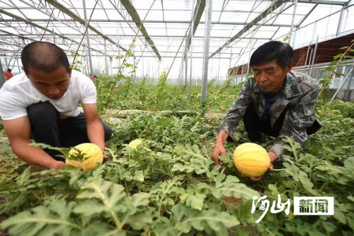 怀来 瓜果飘香富农家