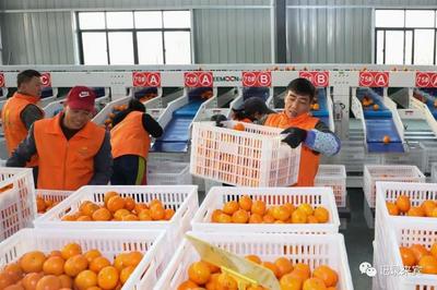 直击来宾市大型柑橘全自动化分拣现场!这里的水果多数远销海外!